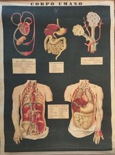 Corpo umano. tav. usato  Italia