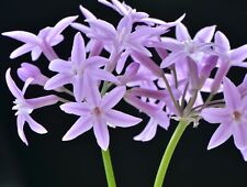 Samen zimmer knoblauch gebraucht kaufen  Calw