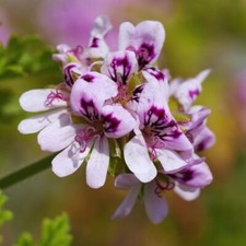 nursery plants for sale  Kerens