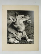 Pembroke galês Corgi cachorro animal feliz retrato grama meados do século 20 foto vintage comprar usado  Enviando para Brazil