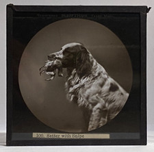 Antique sciopticon magic for sale  DORCHESTER
