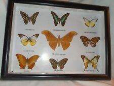 Beautiful butterflies showcase for sale  Roswell