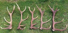 Abwurfstangen 4kg geweihstange gebraucht kaufen  Frankenblick, Schalkau