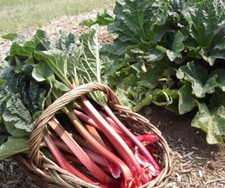 Crimson red jumbo for sale  Fond Du Lac