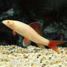 Albino red fin for sale  UK