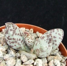 Adromischus hallii cm121 for sale  EASTBOURNE
