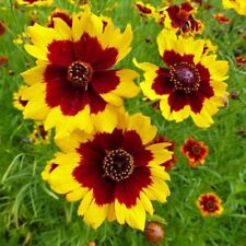 Plains coreopsis - Coreopsis tinctoria - 25+ nasion - Nasiona - Ziarna - Z 110 na sprzedaż  Wysyłka do Poland