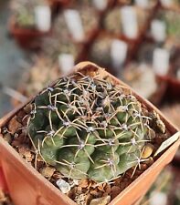 Gymnocalycium quehlianum rare for sale  Shipping to Ireland