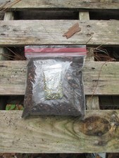 Premium japanese juniper for sale  Gainesville