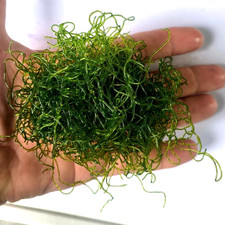 Chaetomorpha live macro for sale  POOLE