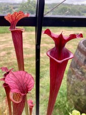 Sarracenia seeds deep for sale  LLANDYSUL