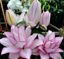 Roselily flowers bulbs for sale  Manitowoc