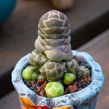 5cm 1pcs cactus for sale  Shipping to Ireland