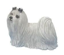 Maltese dog sandra for sale  Duluth
