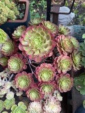 Rare succulent aeonium for sale  Brooklyn