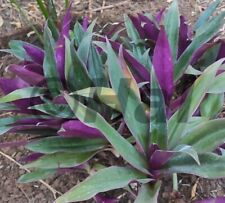 Tradescantia spathacea rhoeo usato  Italia