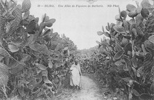 Algérie blida allée d'occasion Algérie blida allée d'occasion  Vasles