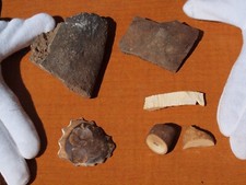 Paleolithic fossil collection for sale  Tucson