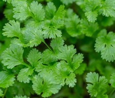 Semi coriandolo erba usato  Verbania