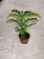 Araucaria hetrophylla 60cm for sale  BRISTOL