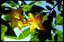 Brugmansia herrenhauser gold d'occasion Brugmansia herrenhauser gold d'occasion  Villemandeur