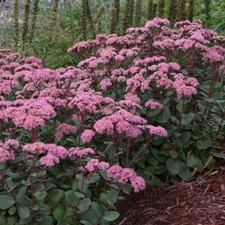 Sedum matrona stonecrop for sale  Milford