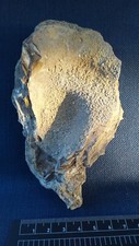 Ostrea crassissima huitre d'occasion  Régny