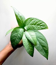 Cebu blue rooted for sale  MARKET HARBOROUGH