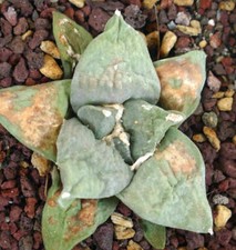 Ariocarpus retusus frumudosu usato  Napoli