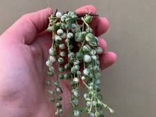 string pearls of gebraucht kaufen string pearls of gebraucht kaufen Gladbeck