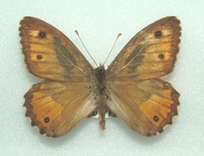 Endemic southern grayling for sale  FOLKESTONE