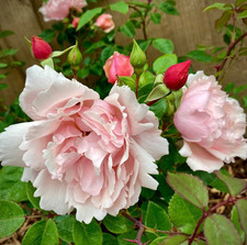 Albertine climbing rambling for sale  BIRMINGHAM