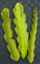 American beauty dragon for sale  Valley Center