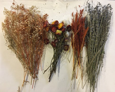 Lavender red oats for sale  Hanska