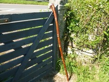 Hazel walking stick for sale  TAVISTOCK