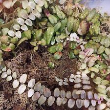 Marcgravia sintenisii 15cm for sale  COLERAINE