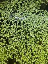Lentilles eau d'occasion  Haguenau