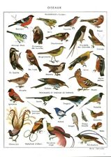 Antique document birds d'occasion  Expédié en Belgium
