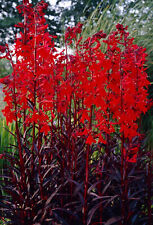 Lobelia queen victoria for sale  BUCKFASTLEIGH