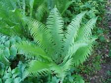 Matteuccia struthiopteris marg for sale Matteuccia struthiopteris marg for sale  MARKET RASEN