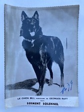 Photo chien policier d'occasion  Baugé