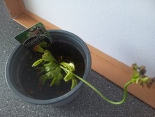 Venusfliegenfalle drachenfruch gebraucht kaufen  Stutensee