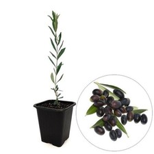 Olea europaea caillette d'occasion  Pouzauges