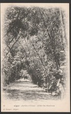 Postcard allée bambous d'occasion  Expédié en Belgium
