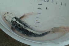 fish white koi 15 for sale  Midlothian