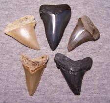 Megalodon shark teeth for sale  Hinesville