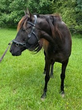 Kieffer ultrasoft lunge for sale  Oakwood