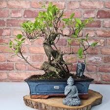 Ficus microcarpa indoor for sale  LEEDS