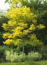 Gleditsia triacanthos 20 for sale  UK