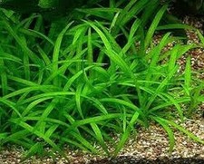 Bunch sagittaria subulata for sale  DRONFIELD